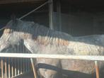 Blauwschimmel merrie 9 jaar beleerd, Dieren en Toebehoren, Paarden, Tuigpaard, Merrie, 7 tot 10 jaar, Met stamboom