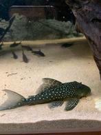L128 blue phantom pleco, Dieren en Toebehoren, Vissen | Aquariumvissen