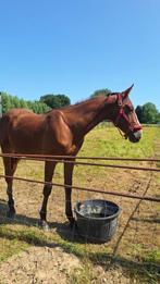 Knappe hengst te koop, Gechipt, Springpaard, 0 tot 2 jaar, Hengst
