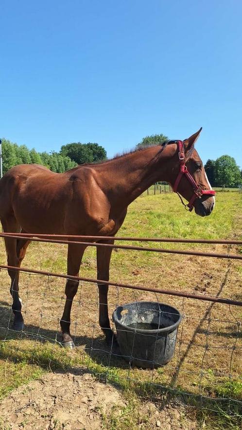 Knappe hengst te koop, Dieren en Toebehoren, Paarden, Hengst, Onbeleerd, 160 tot 165 cm, 0 tot 2 jaar, Springpaard, Gechipt, Ontwormd