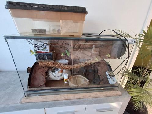 Terrarium, Dieren en Toebehoren, Reptielen en Amfibieën | Toebehoren, Gebruikt, Ophalen