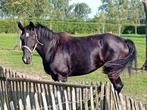 Paard zoekt nieuwe thuis, Dressuurpaard, 160 tot 165 cm, 11 jaar of ouder, Merrie