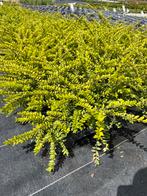 Lonicera, Tuin en Terras, Ophalen