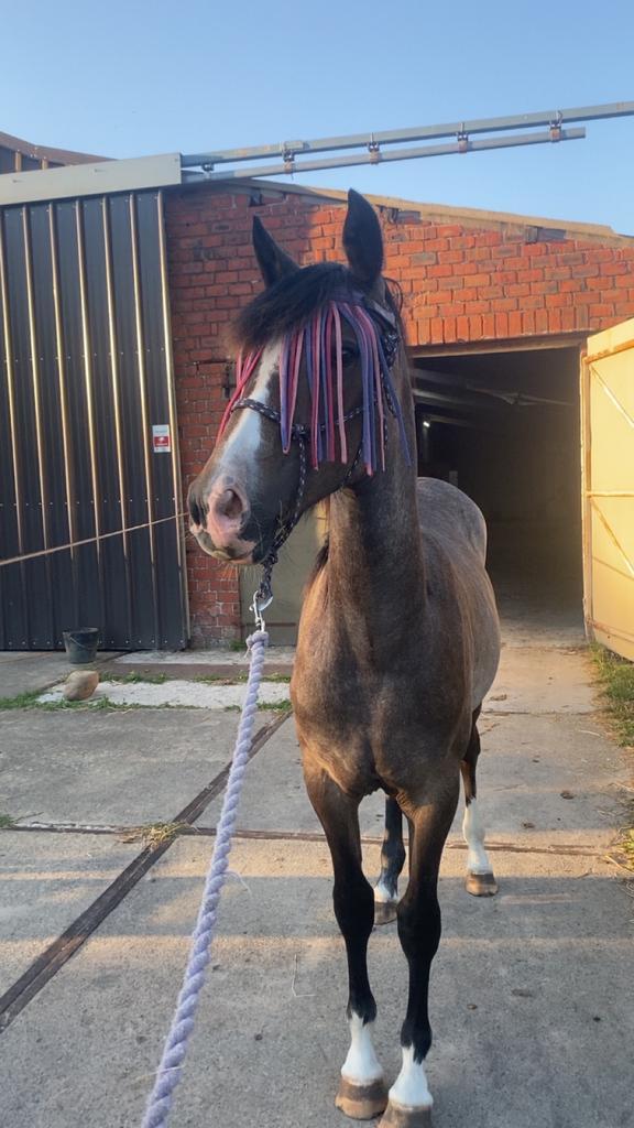 Lieve jaarling merrie, Dieren en Toebehoren, Paarden, Merrie, Onbeleerd, 160 tot 165 cm, 0 tot 2 jaar, Recreatiepaard, Gechipt