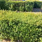 Tuinwerk : scheren hagen, onkruidbestrijding, grasonderhoud, Tuin en Terras, Ophalen