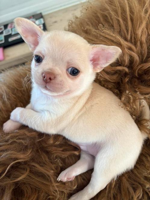Prachtige reutje, Dieren en Toebehoren, Honden | Chihuahua's en Gezelschapshonden, Reu, Chihuahua, Fokker | Hobbymatig, Meerdere