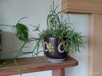RIPHSALIS groene plant voor binnen, cactusachtige vetplant, Cactus, Minder dan 100 cm, Groene kamerplant, Halfschaduw