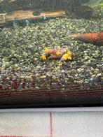 Tylomelania Sp. Sulawesi Goud - Slak, Dieren en Toebehoren, Vissen | Aquariumvissen, Slak of Weekdier, Zoetwatervis