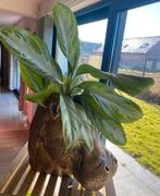 Plante Aglaonema, Huis en Inrichting, Kamerplanten, Ophalen