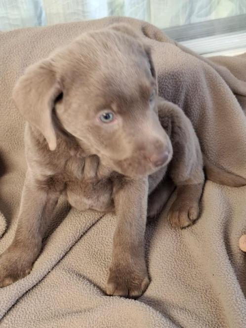 Zilveren labrador pup