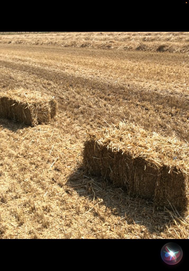 Petites balles de paille de blé, Articles professionnels, Agriculture | Aliments pour bétail, Enlèvement