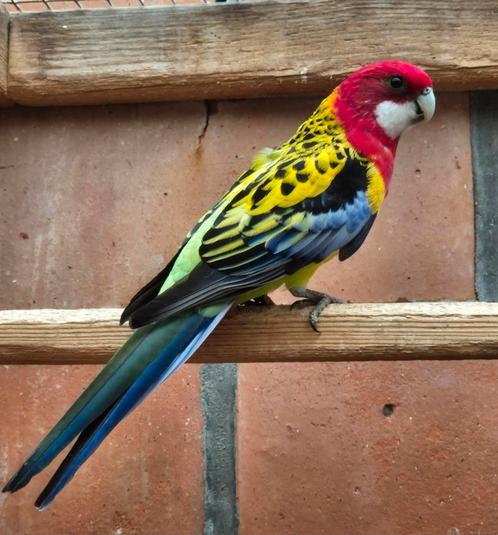 Prachtrosella man split voor lutino. 2024, Dieren en Toebehoren, Vogels | Parkieten en Papegaaien, Parkiet, Mannelijk, Geringd
