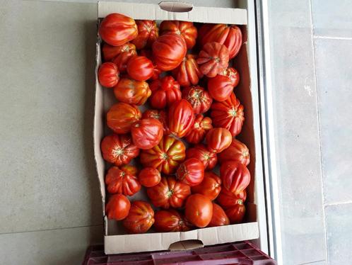 Tomatenplanten drie soorten, Tuin en Terras, Planten | Tuinplanten, Eenjarig, Groenteplanten, Volle zon, Zomer, Ophalen