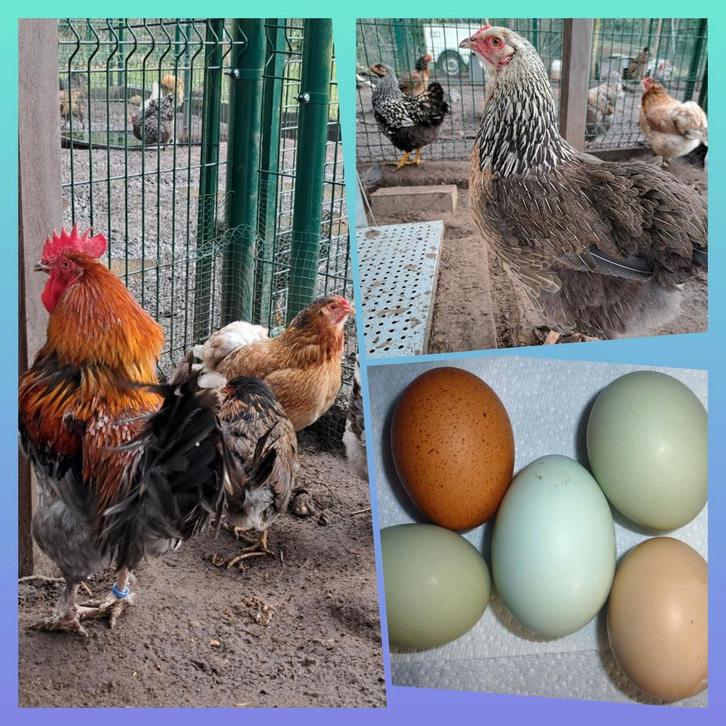 Olijflegger eieren, Dieren en Toebehoren, Pluimvee