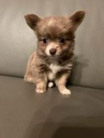 Chichuahua, Particulier, 8 à 15 semaines, Plusieurs, Parvovirose