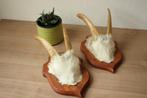 Taxidermie gewei geit hoorns, Enlèvement ou Envoi, Utilisé, Animal de ferme, Bois ou Tête