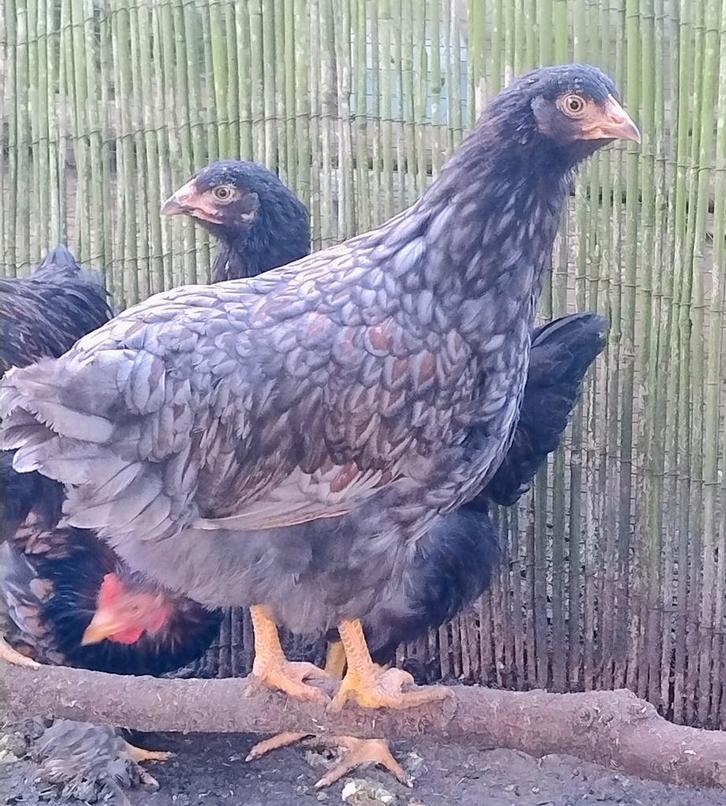 Barnevelder hennen, Dieren en Toebehoren, Pluimvee