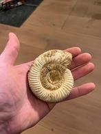 Ammoniet Madagaskar - 0.2kg, Ophalen, Fossiel