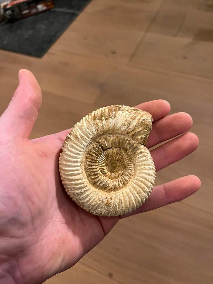 Ammoniet Madagaskar - 0.2kg, Verzamelen, Mineralen en Fossielen, Fossiel, Ophalen