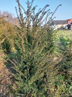 if, Enlèvement ou Envoi, Taxus