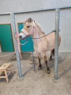 Fjord merrie, Dieren en Toebehoren, Pony's, Merrie