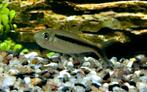 Hobbyaquarium Thayeria boehlkei / hockeystick xl, Vis, Zoetwatervis, Schoolvis