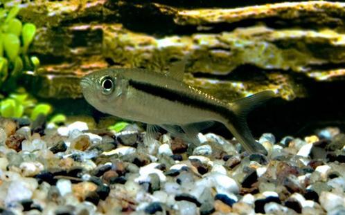 Hobbyaquarium Thayeria boehlkei / hockeystick xl, Dieren en Toebehoren, Vissen | Aquariumvissen, Zoetwatervis, Vis, Schoolvis