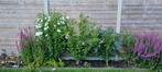Hibiscus (nog 2 beschikbaar), Tuin en Terras, Planten | Tuinplanten, Ophalen, Vaste plant