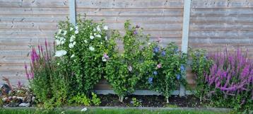 Hibiscus (nog 2 beschikbaar)   beschikbaar voor biedingen