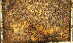 Colonie d'abeilles Buckfast sur 3 cadres Dadant, Ophalen of Verzenden