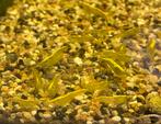 Groep 30 gele garnalen, Dieren en Toebehoren, Vissen | Aquariumvissen, Kreeft, Krab of Garnaal, Zoetwatervis, Schoolvis
