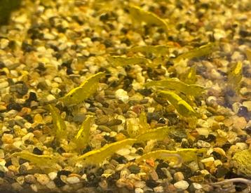 Groep 30 gele garnalen beschikbaar voor biedingen