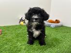 Kruising Poedel pups, België, 8 tot 15 weken, CDV (hondenziekte), Meerdere