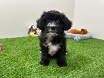 Kruising Poedel pups beschikbaar voor biedingen