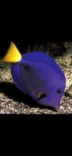 zeewater Zebrasoma Xanthurum, Dieren en Toebehoren, Ophalen, Nieuw, Overige typen