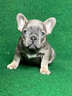 franse bulldog pups,reutje, Dieren en Toebehoren, CDV (hondenziekte), Meerdere, Bulldog, 8 tot 15 weken