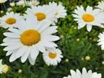 5 x margriet of  leucanthenum  in pot, Tuin en Terras, Planten | Tuinplanten, Ophalen, Vaste plant