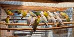20 tal roseicolli's van 2025., Dieren en Toebehoren, Vogels | Parkieten en Papegaaien, Meerdere dieren, Dwergpapegaai of Agapornis