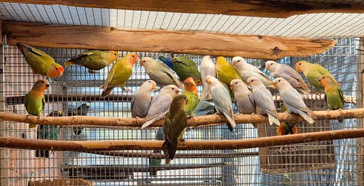 20 tal roseicolli's van 2025., Dieren en Toebehoren, Vogels | Parkieten en Papegaaien, Dwergpapegaai of Agapornis, Meerdere dieren