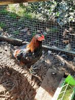 Araucana hanen, Dieren en Toebehoren, Pluimvee, Mannelijk, Kip