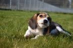 Beagle pups sociaal opgevoed, Dieren en Toebehoren, Meerdere, 8 tot 15 weken, Meerdere dieren, België