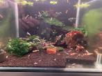 pure red line, Dieren en Toebehoren, Vissen | Aquariumvissen, Kreeft, Krab of Garnaal, Zoetwatervis, Schoolvis