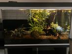 Volledige aquarium setup met kast, Dieren en Toebehoren, Ophalen, Zo goed als nieuw