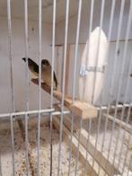 Te koop 2 jonge Goudamadins, Dieren en Toebehoren, Vogels | Overige Vogels