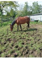 Weidemaatje/ wandelpaard, Merrie, Niet van toepassing, Ontwormd, 160 tot 165 cm