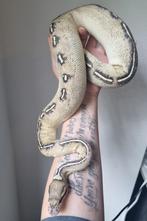 0.1 highway cinnamon 100% het clown koningspython, Dieren en Toebehoren, Reptielen en Amfibieën