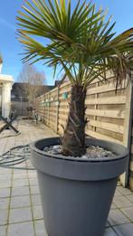 Palmboom te koop, Jardin & Terrasse, Plantes | Arbres, Enlèvement, Palmier