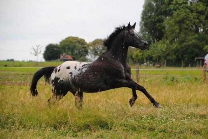 Dekhengst Quarter appaloosa beschikbaar TER DEKKING, Dieren en Toebehoren, Paarden en Pony's | Dekhengsten en Fokmerries, Hengst