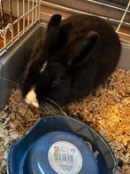 Dwergkonijn, Dieren en Toebehoren, Konijnen, Mannelijk, Dwerg, 0 tot 2 jaar