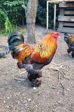 Coq brahma naine perdrix doré, Dieren en Toebehoren, Pluimvee